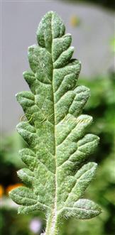 Leaf-Adaxial view